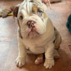 English Bulldog - Bitches