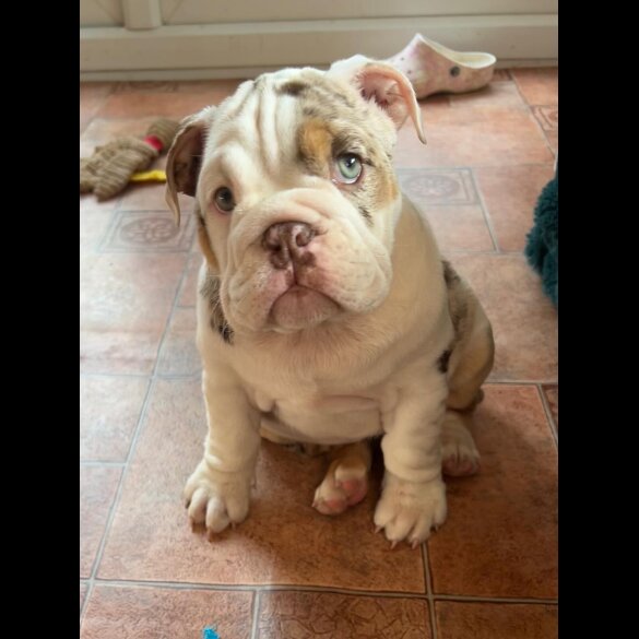 English Bulldog - Bitches