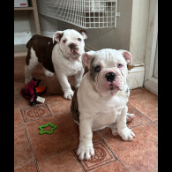 English Bulldog - Bitches
