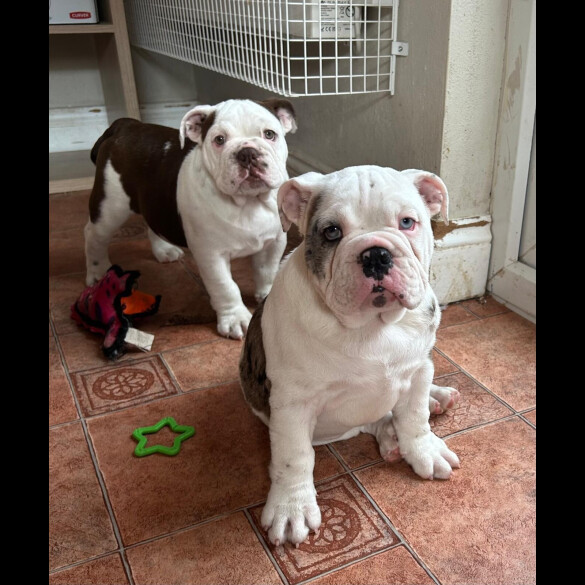 English Bulldog - Bitches