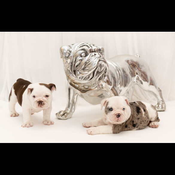 English Bulldog - Bitches