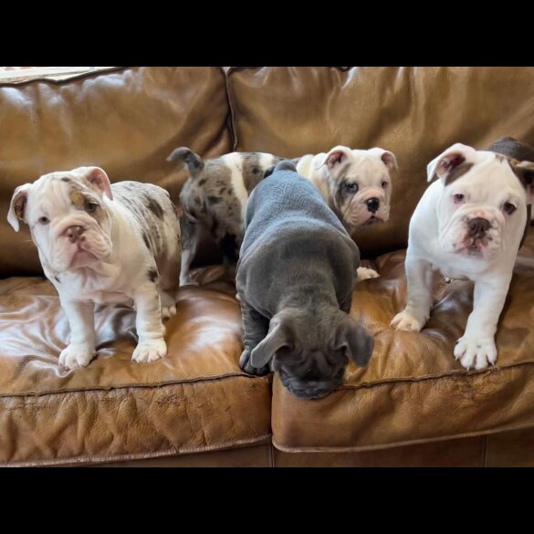 English Bulldog - Bitches