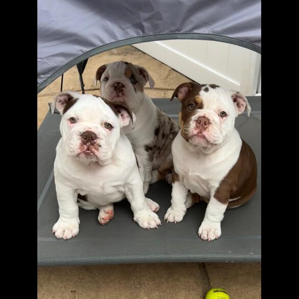 English Bulldog - Bitches