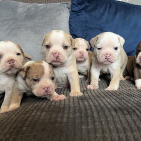 English Bulldog - Both
