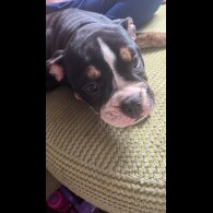 English Bulldog - Dogs