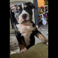 English Bulldog - Dogs