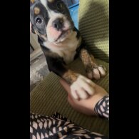 English Bulldog - Dogs