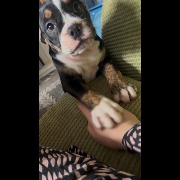 English Bulldog - Dogs