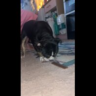 English Bulldog - Dogs