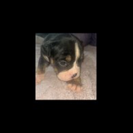 English Bulldog - Dogs