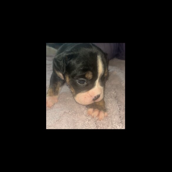 English Bulldog - Dogs