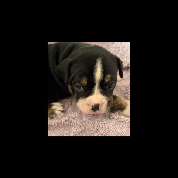 English Bulldog - Dogs