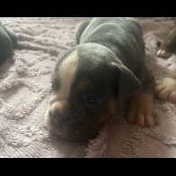 English Bulldog - Dogs