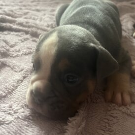 English Bulldog - Dogs