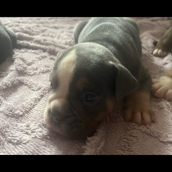 English Bulldog - Dogs