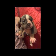 English Bulldog - Dogs