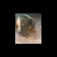 English Bulldog - Dogs
