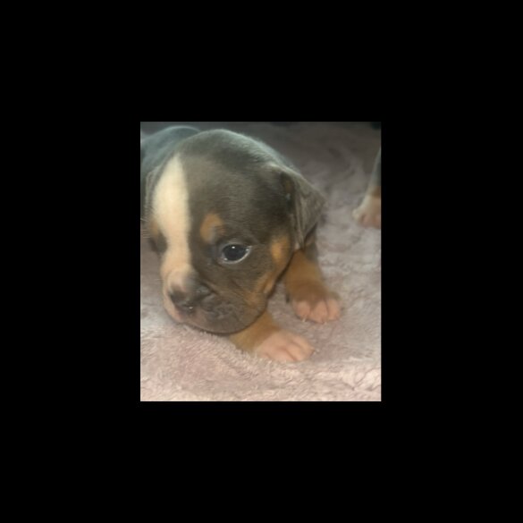 English Bulldog - Dogs