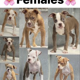 English Bulldog - Both