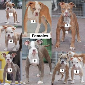 English Bulldog - Both