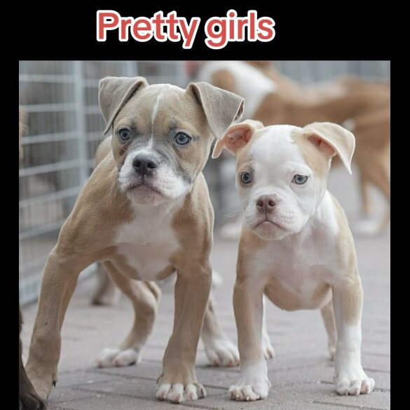 English Bulldog - Both
