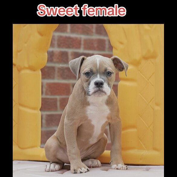 English Bulldog - Both