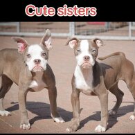 English Bulldog - Both