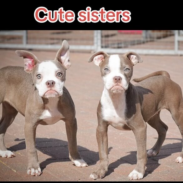 English Bulldog - Both