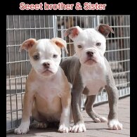 English Bulldog - Both