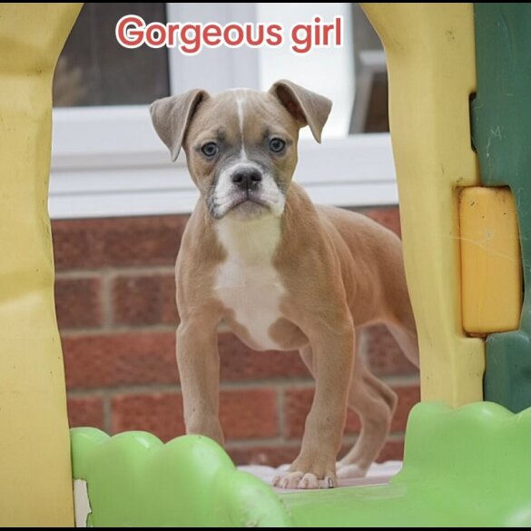 English Bulldog - Both