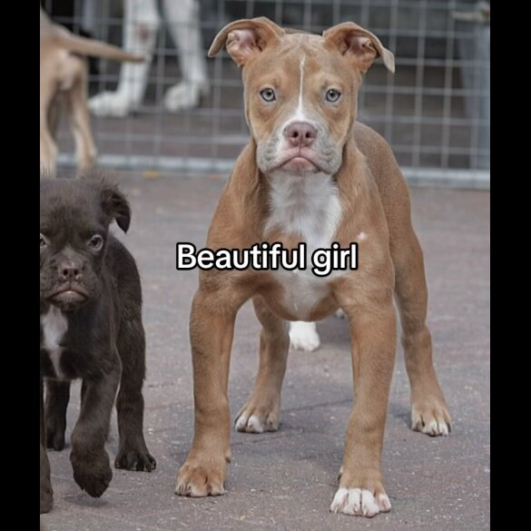 English Bulldog - Both