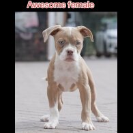 English Bulldog - Both
