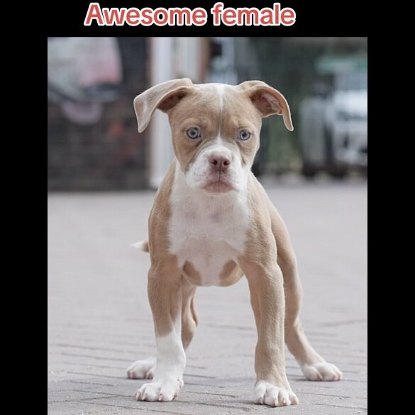English Bulldog - Both