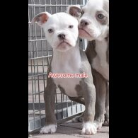 English Bulldog - Both
