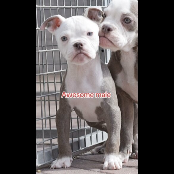 English Bulldog - Both