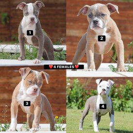 English Bulldog - Both