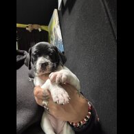 English Pointer - Bitches