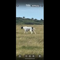 English Pointer - Bitches