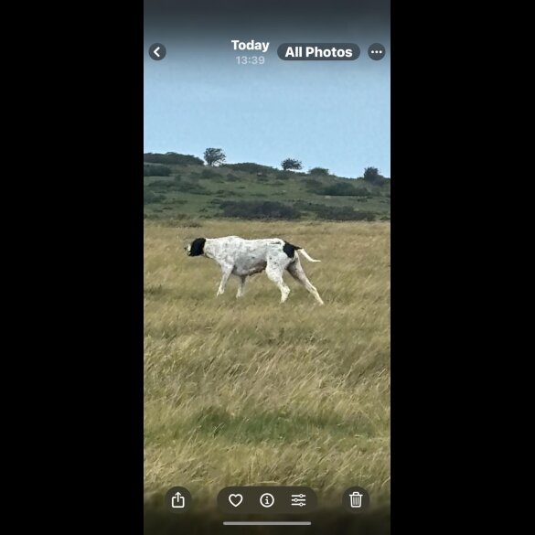 English Pointer - Bitches