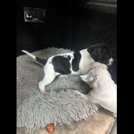 English Pointer - Bitches
