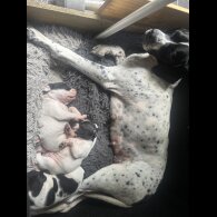 English Pointer - Bitches