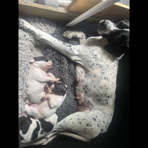English Pointer - Bitches