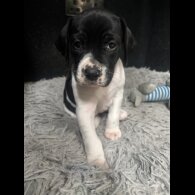 English Pointer - Bitches