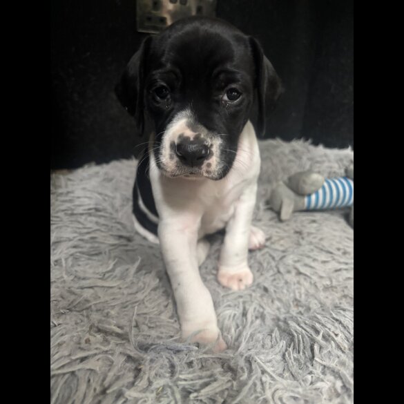 English Pointer - Bitches