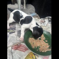 English Pointer - Bitches