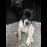 English Pointer - Bitches