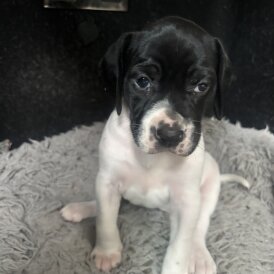 English Pointer - Bitches