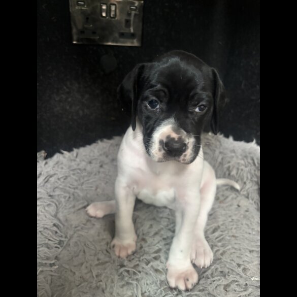 English Pointer - Bitches