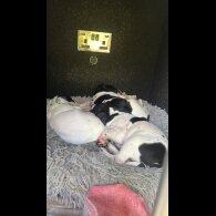 English Pointer - Bitches
