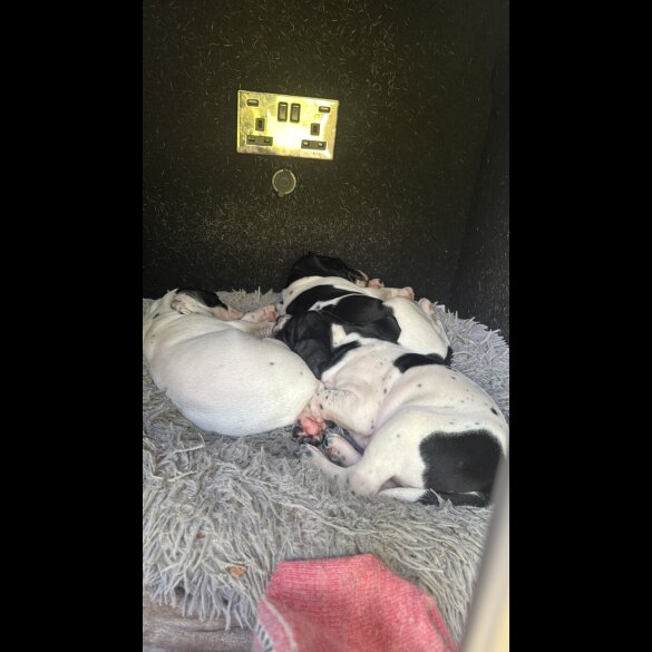 English Pointer - Bitches